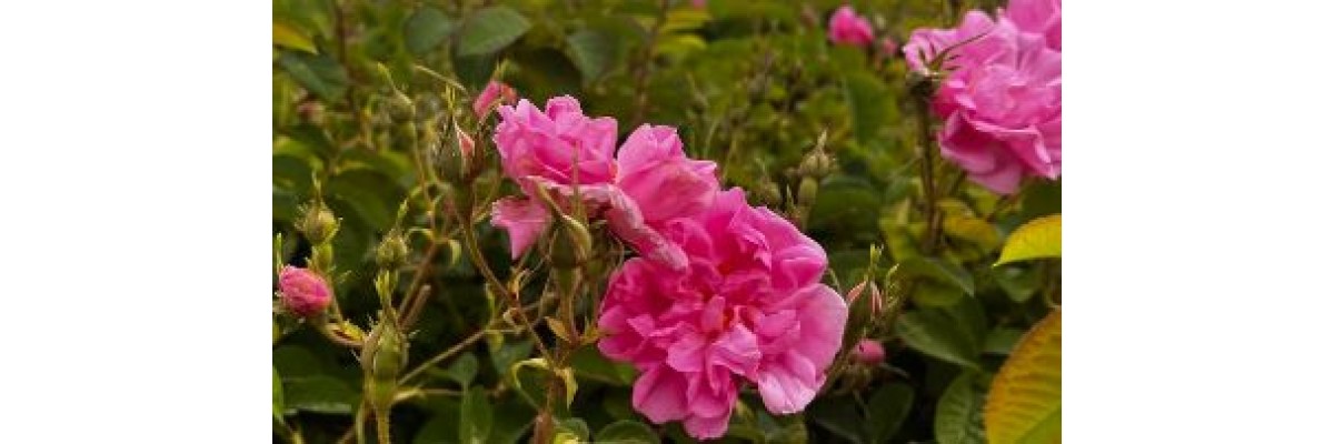 AROMA OIL &CARE AROMA OIL &CARE